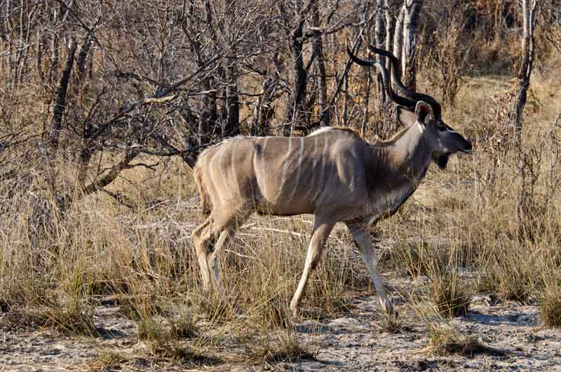 Antílope Kudu - reserva de animales Mahango - Namibia 2.jpg